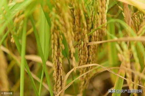 辽宁地区水稻市场收购动态