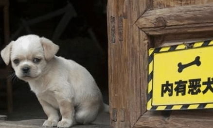 狗狗脾气大,随着年龄增长性格越来越暴躁,铲屎官该咋办