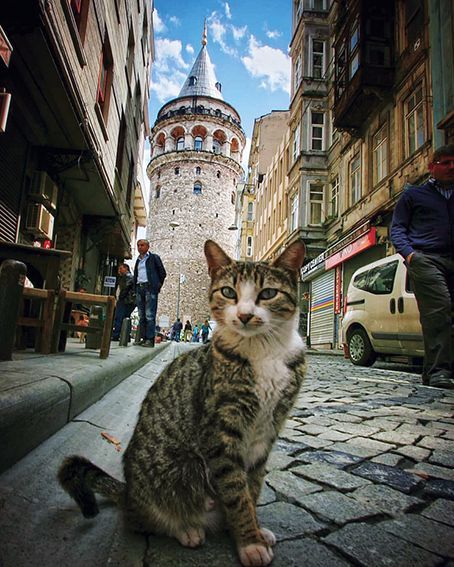旅城 爱猫之城伊斯坦布尔 
