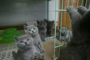 自家猫舍繁殖出售 蓝猫 签正规协议 可刷卡可送货