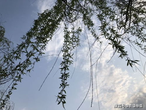 清明节为啥要戴柳 老话说 少不戴柳,女不回家 ,啥意思