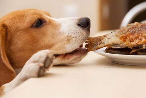狗狗爱吃的食物排名 这几种食物,能把它们馋坏