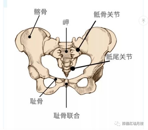 很多宝妈不懂的徒手骨盆修复 