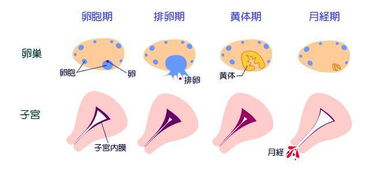 为什么这么久了月经还很多