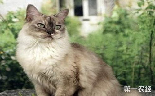 表情 缅甸猫有长毛的吗 欧洲缅甸猫和缅甸猫有区别吗 养殖技术 第一农经网 表情 