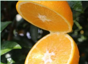 橙子有哪些品种