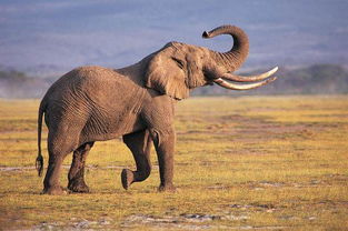 一头大象几吨重,凭它自己的力量,能跳起来吗