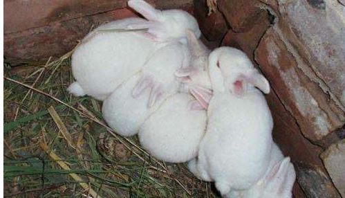 兔子多大可以繁殖 一年能繁殖几次