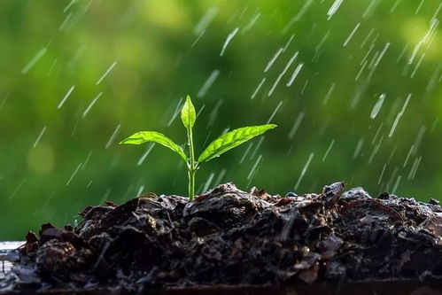 在家一起学食育 民俗篇 二十四节气 雨水,告诉孩子们春来了