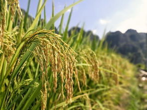 重磅 官方确认 明年小麦玉米大米棉花进口继续实施配额管理