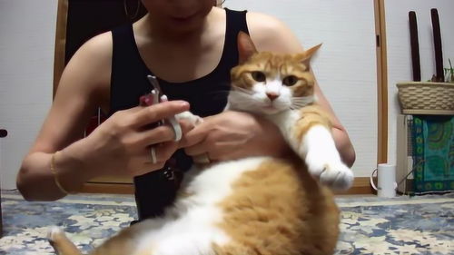 第一次见这么胖的猫咪,铲屎的是怎么喂的 