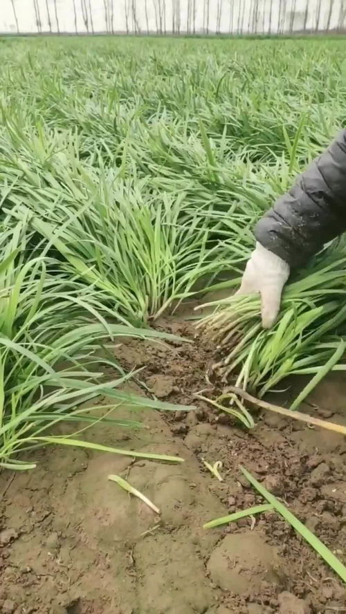 韭菜什么季节最好吃  第1张