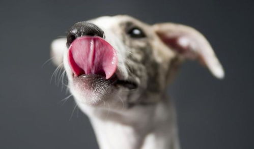 狗狗吐舌头的6大原因,并不只是为了散热