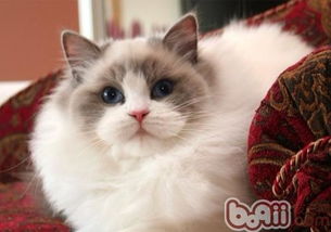 布偶猫价格 图片 纯种布偶猫幼犬多少钱一只 布偶猫好养吗 
