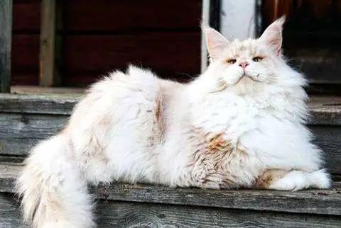 一组霸气的缅因猫图片 如此酷帅的猫咪,谁能扛得住
