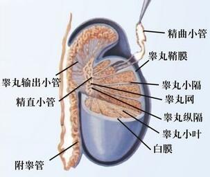 蛋蛋多大才算正常