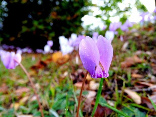 10月开始,芙蓉花开,姻缘回归,4大星座再次相爱,长相厮守