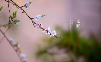 今日立春 一副水墨绘春色 