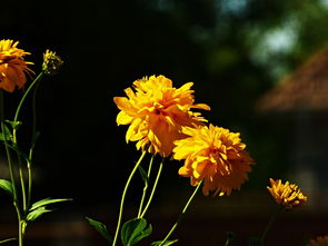 绿色菊花有哪些品种（绿色的菊花长什