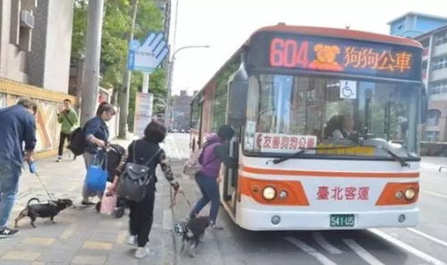 台湾狗狗公车运行两年颇受好评,真希望内地也有这样的福利