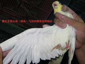 大家看看这玄凤鹦鹉鸟是公是母 多少年龄 谢谢了 