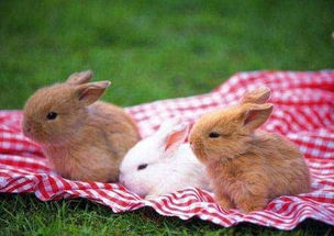 兔子不能吃什么,兔子不能吃什么蔬菜水果