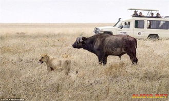 12车游客围观11只狮子围捕1只水牛 水牛还跑了 