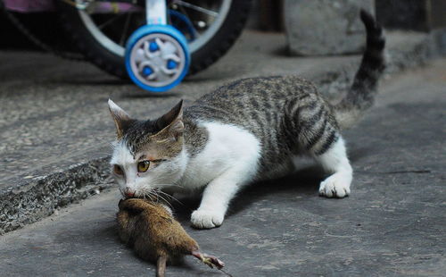 以前家里猫咪个个是捕鼠高手,但现在 猫咪真的会爱吃老鼠吗