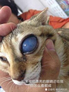 猫咪眼睛常发疾病之 青光眼 ,你了解多少