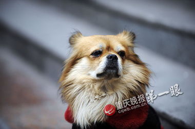 重庆版 忠犬八公 风雨无阻等待主人已快四年 