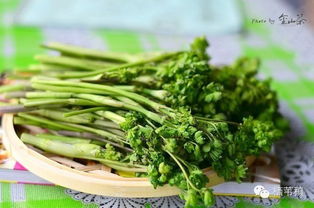 东北野菜？东北山野菜排名