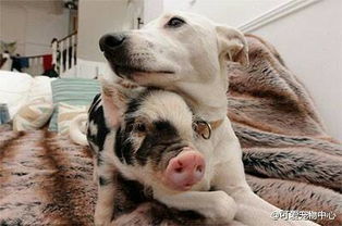 求小猪和小狗的情头 男方是猪 女方是狗 酷一点的 