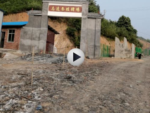 耒阳市某镇一养猪场严重破坏生态环境