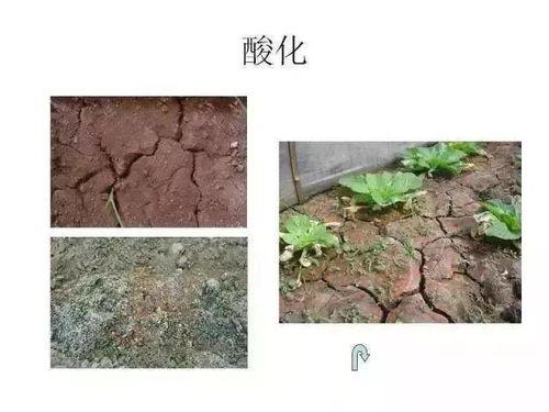 震感 约3.7亿亩耕地,需要进行土壤改良