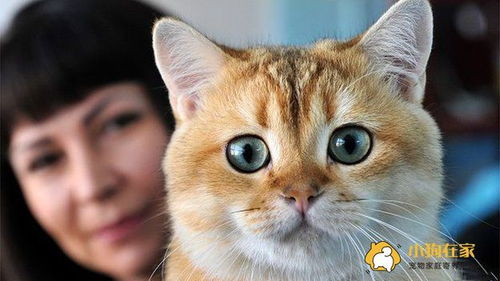 为什么猫咪在网上很受大家的欢迎