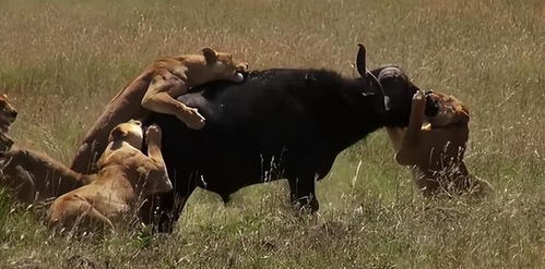 草原一哥狮子和非洲水牛谁会更厉害一些呢 狮群围攻非洲水牛