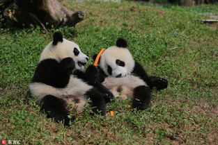 为 国宝 取名 都江堰4只大熊猫宝宝面向全球征名 