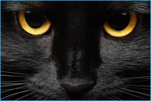 家里来黑猫预示着什么,黑猫招邪还是辟邪？来看看世界各地关于黑猫的说法能有多离谱