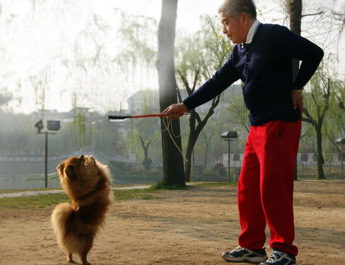 85岁老人,养了三年的贵宾犬,被女儿送人了