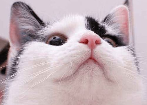 养猫经验 猫咪血尿怎么治疗