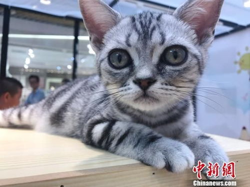 CFA世界名猫展亮相上海