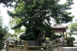 上海最古老的松树,到底 藏 在哪个小镇上