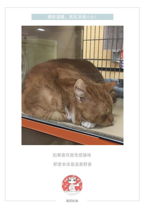 网友给自家猫买猫粮,买完回来顺手把宠物店的肥猫抱走了