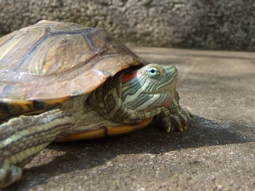 巴西龟的寿命最长是多少年 怎么养巴西龟才能让它寿命变长活久点