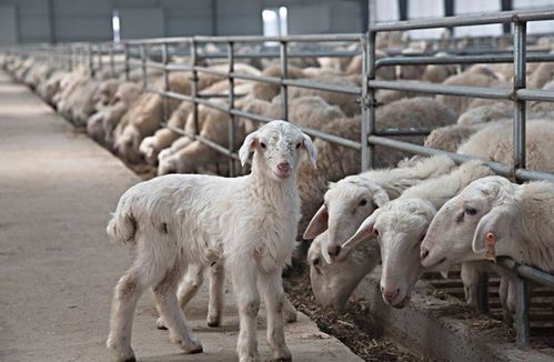 羊价如今那么高,为啥农村养羊的人却越来越少 看完不淡定了