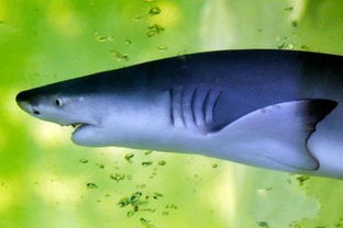 又一种能在一般鱼缸里养的小鲨鱼具体叫什么名字 