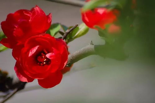 长寿冠海棠,花期长 红色经久不变 