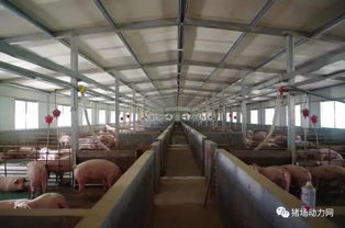 我们在全中国寻找美丽 环保猪场,只要你推荐就有奖