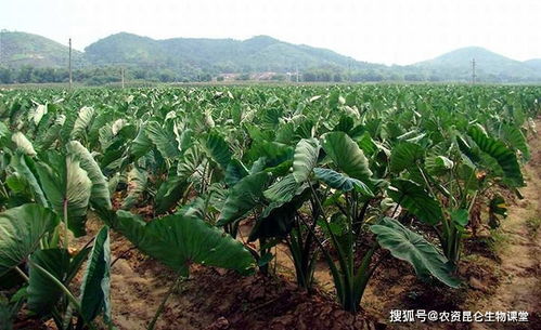 芋头根腐病用什么防治 芋头软腐烂根病能治吗 芋头烂根病怎么治