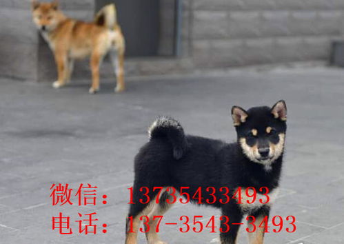宁波犬舍出售纯种柴犬 宠物狗市场在哪 哪有狗买卖